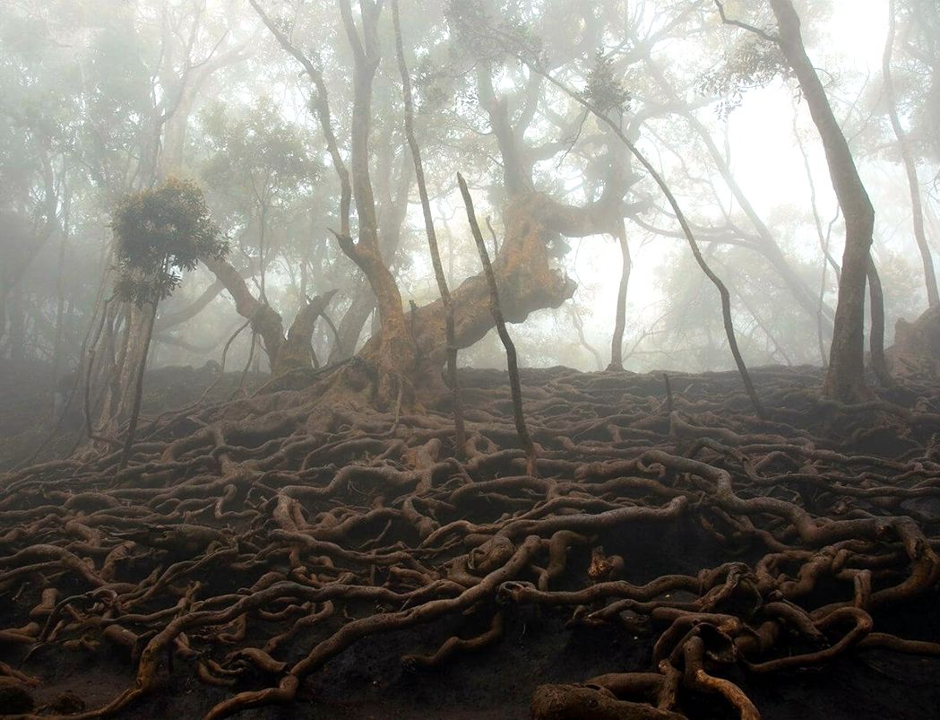 Tamilnadu DMC Tour Agent Operator - Kodaikanal Guna Cave